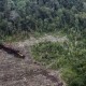 Lahan Gambut di Aceh Tergerus Perkebunan