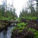 Hutan Gambut di Kalteng Terdegradasi, Keanekaragaman Hayati Terancam