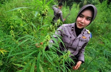 Tiga Pot Tanaman Ganja Ditemukan di Banyumas, Bibit Dibeli Online Rp150.000