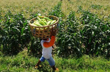 Kalimantan Selatan Genjot Produksi Jagung untuk Industri Pakan Ternak