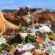 Payakumbuh Segera Evaluasi Pelaksanaan Perda Pengelolaan Sampah