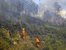 Borneo Nature Foundation Tanam 50.000 Pohon di Sebangau