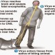 Satu Gigitan Anjing Rabies Bisa Renggut Nyawa, Waspadai Penularannya pada Manusia