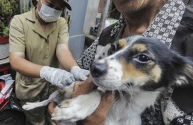 Ini Langkah yang Perlu Dilakukan Bila Terkena Gigitan Hewan Penular Rabies