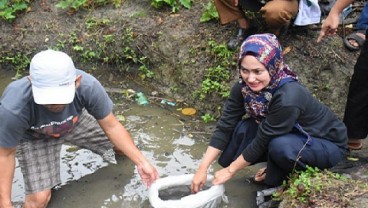 Produktivitas Budi Daya Ikan Mas Luwu Utara Didorong Lebih Atraktif