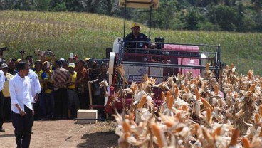 Bulog Mulai Serap Jagung di Atas Harga Acuan