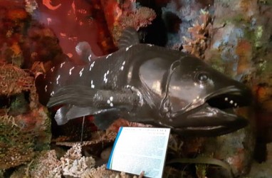 Museum Negeri Sulut Kini Punya Koleksi Ikan Purba