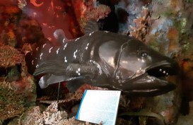 Museum Negeri Sulut Kini Punya Koleksi Ikan Purba