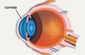 4 Nutrisi Terbaik Untuk Melindungi Kesehatan Mata