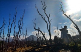 Status Cagar Alam Gunung Papandayan Dicabut, KLHK Diprotes