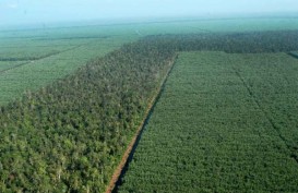 OPTIMALISASI SEKTOR KEHUTANAN : Agroforestry Jadi Solusi