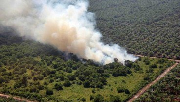 Kebakaran Hutan di  Riau Capai 1.686,41 Hektare, Paling Luas di Bengkalis