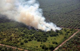 Pulau Rupat Sebulan Terbakar, Karhutla Riau Capai 1.711,41 Hektare