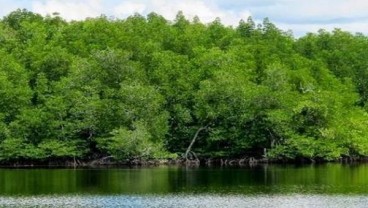 Iriana Jokowi Dorong Pelestarian Mangrove