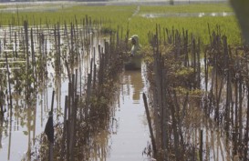 Banjir Tulungagung, Petani Merugi Lebih dari Rp5 Miliar