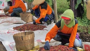 Produktivitas Kebun Kopi Indonesia Masih Rendah