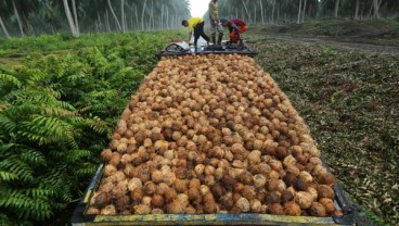 Asosiasi Petani Kelapa Minta Pemerintah Dirikan Pusat Pengolahan Terpadu