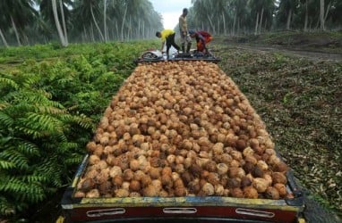 Asosiasi Petani Kelapa Minta Pemerintah Dirikan Pusat Pengolahan Terpadu