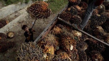 Pasangkayu Ekspor 8.000 Palm Kernel Oil ke China