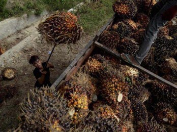 Pasangkayu Ekspor 8.000 Palm Kernel Oil ke China