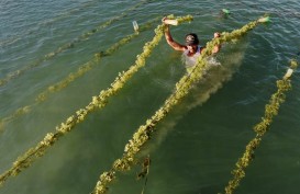 Pengusaha Harapkan Produksi Rumput Laut Naik Dua Kali Lipat