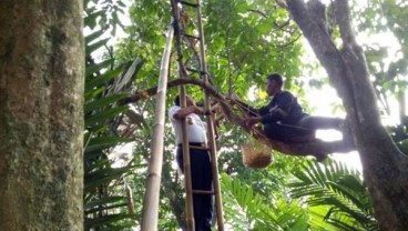 Anies Ikut Panen Duku dan Salak Condet 