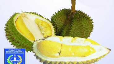 Durian Rejang Lebong Masuk Kategori Langka