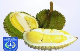 Durian Rejang Lebong Masuk Kategori Langka