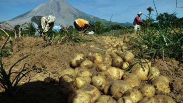 Kementan Dorong Pasar Lelang Kentang