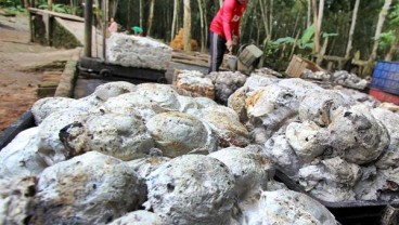 Investor Fokus ke KTT Internasional, Harga Karet Rebound