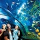 SEA LIFE Malaysia Sambut Kedatangan Kelompok Ikan Pertama