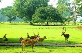 Sertifikasi ISO Kebun Raya Bogor Dicabut, Ini Penjelasan LIPI