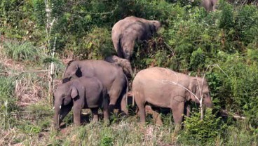 BKSDA Sumsel Evakuasi Delapan Gajah