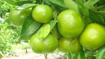 Petani Buah Lokal Baru Penuhi 50% Kebutuhan Hotel dan Restoran di Bali