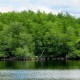 Hutan Mangrove Muara Angke Bertambah 32.000 Pohon