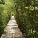 200 Hektare Hutan Mangrove Nagekeo Terancam Maraknya Tambak Ilegal
