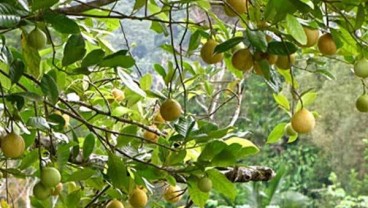 Petani Sentra Pala di Sulut Memeroleh Bantuan Hulu hingga Hilir