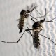 Kini, Nyamuk Aedes Aegypti Berubah Perilaku