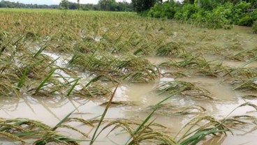 Tanaman Padi 300 Hektare di Purwokerto Terancam Puso