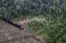 42.755 Lahan Gambut Kalbar Telah Direstorasi
