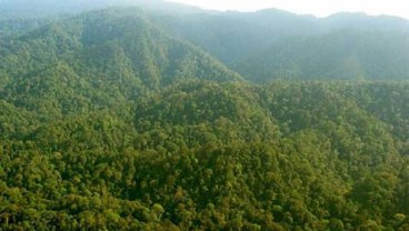 Deforestasi Sudah Maksimal Ditangani Pemerintah, Begini Klaim KLHK