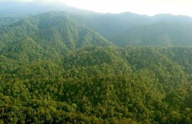 Deforestasi Sudah Maksimal Ditangani Pemerintah, Begini Klaim KLHK