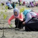 Hutan Mangrove yang Lestari Dampaknya Juga Akan ke Ekonomi