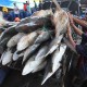 Permintaan Daging Hiu di Tanjung Luar, Lombok Timur Capai 200 Ekor per Hari