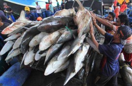 Permintaan Daging Hiu di Tanjung Luar, Lombok Timur Capai 200 Ekor per Hari