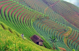 Bangka Barat Prioritaskan Agrobisnis & Agroindustri