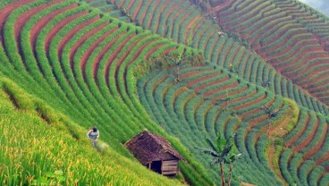 Bangka Barat Prioritaskan Agrobisnis & Agroindustri