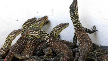 Kementerian Lingkungan Hidup dan Kehutanan Mengutuk Keras Penyelundupan Bayi Komodo