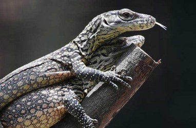 Polda NTT Investigasi Bayi Komodo Hampir Lolos ke Luar Negeri