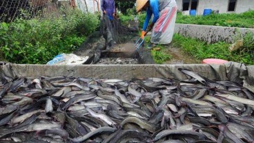 Simeulue Kembangkan Budi Daya Lele dengan Sistem Bioflok